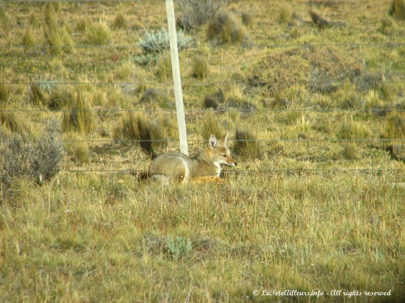 Un renard nous observe depuis les fourrés