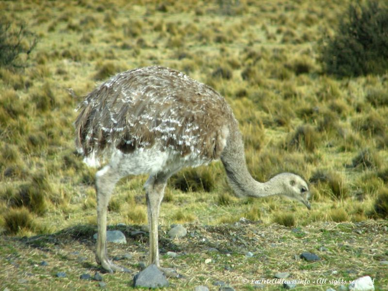 Les nandous, animaux communs de Patagonie