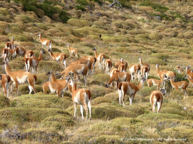 Les guanacos sont rois à Torres del Paine...