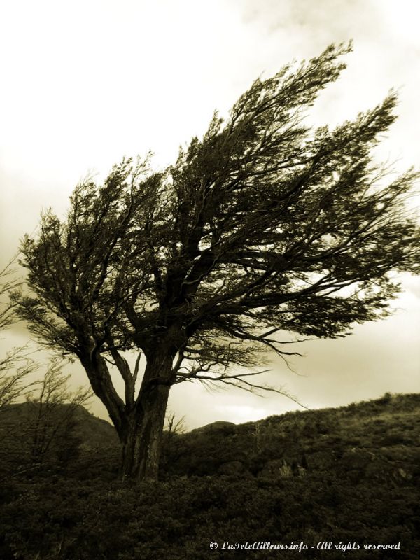 Les arbres sont façonnés par les vents violents
