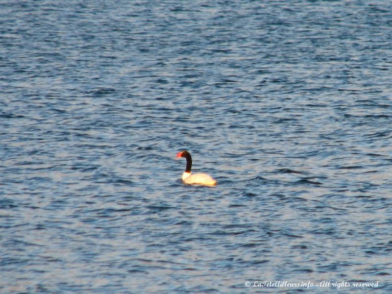 Un cygne à col noir