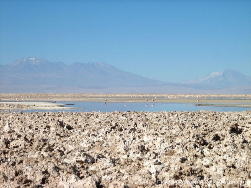 La lagune Chaxa du Salar d'Atacama