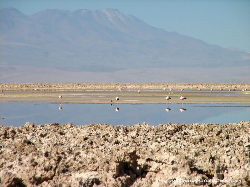 Flamands roses au Salar d'Atacama