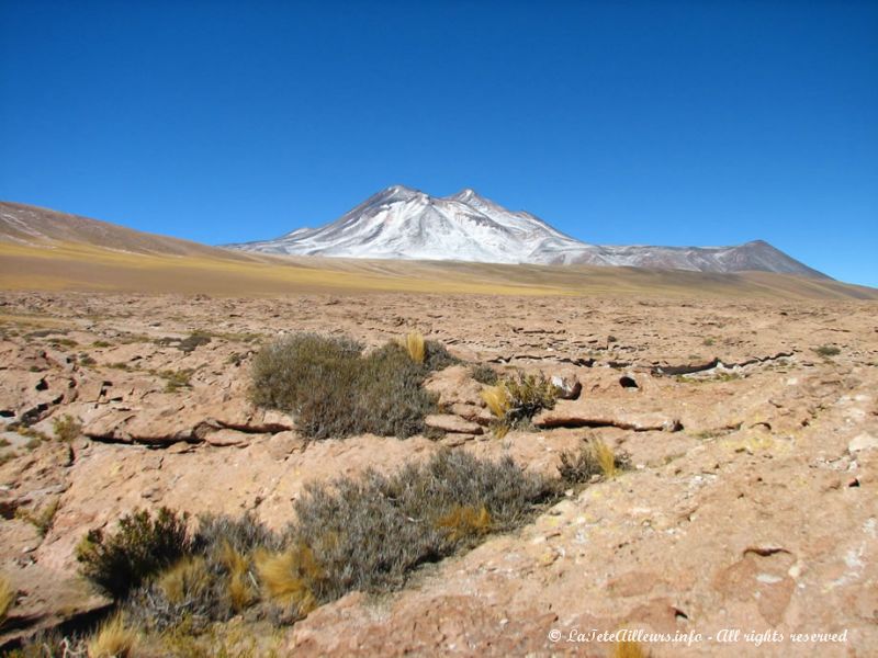 Champ de lave et volcan Miscanti