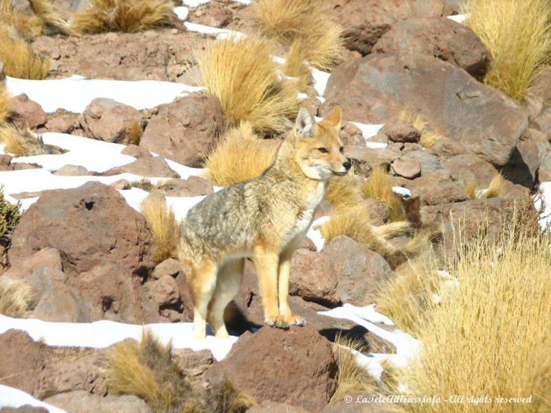 Un renard à proximité de la lagune Miscanti