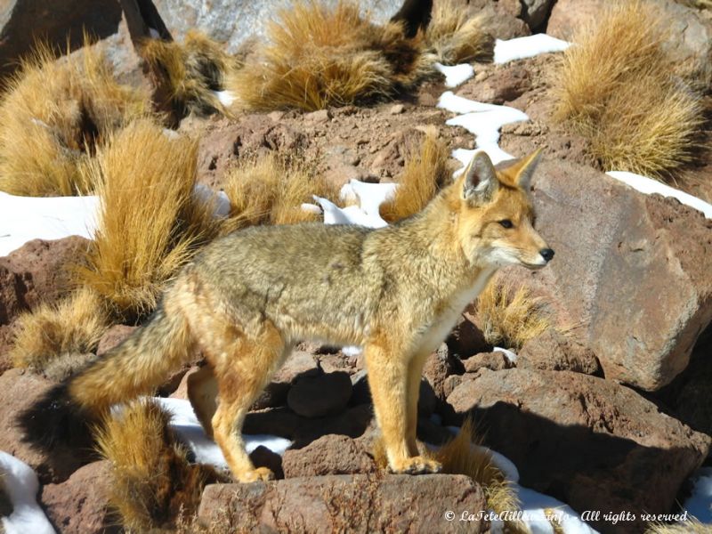 Un renard à proximité de la lagune Miscanti