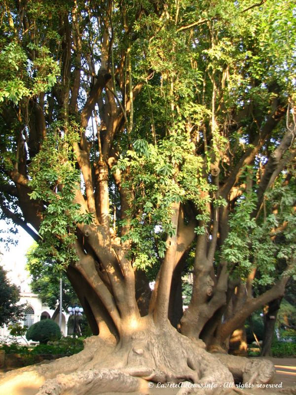 Ce parc abrite de nombreuses espèces de plantes et arbres exotiques