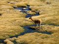 Une vigogne de l'Altiplano chilien