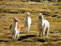 Alpacas appartenant aux habitants du village de Parinacota