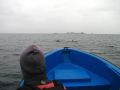 Les premiers dauphins à proximité du bateau