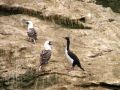 Des cormorans en pleine conversation !