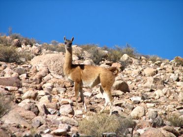 Un guanaco sur la route du Parc National Lauca