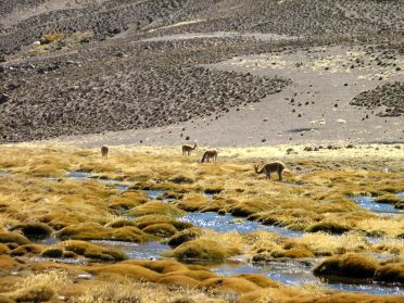 Quelques vicu&ntilde;as &agrave; proximit&eacute; du Parc National Lauca