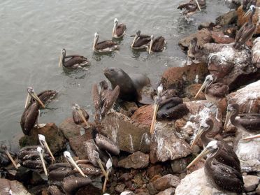 Otaries et p&eacute;licans se partagent les restes au port d'Arica...