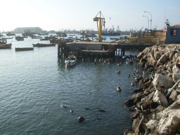 P&eacute;licans et otaries viennent se nourrir des restes de poisson