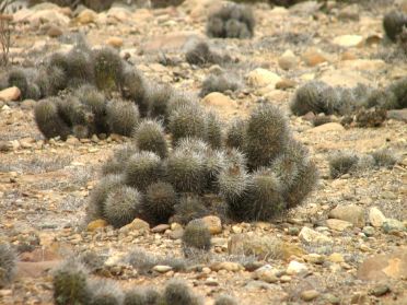Paysages tr&egrave;s secs de cactus