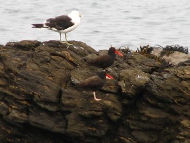 De nombreuses esp&egrave;ces d'oiseaux vivent ici