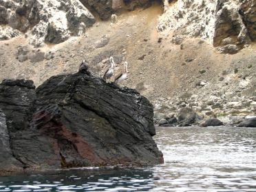 Quelques p&eacute;licans vivent &eacute;galement dans la r&eacute;serve 