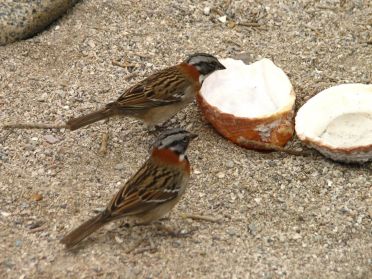 Les oiseaux sont nombreux sur cette &icirc;le &eacute;galement