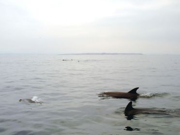 Ces dauphins sont arriv&eacute;s en 1978 avec le courant El Ni&ntilde;o