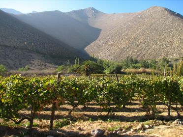 Ces vignes produisent, para&icirc;t-il, le meilleur Pisco du pays...