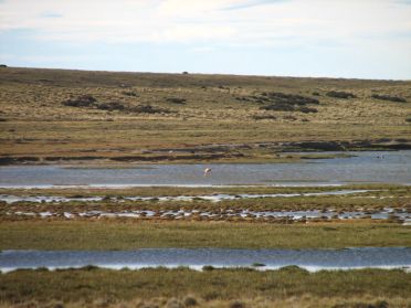 Quelques flamands roses dans les &eacute;tangs