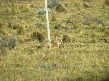 Un renard nous observe depuis les fourrés