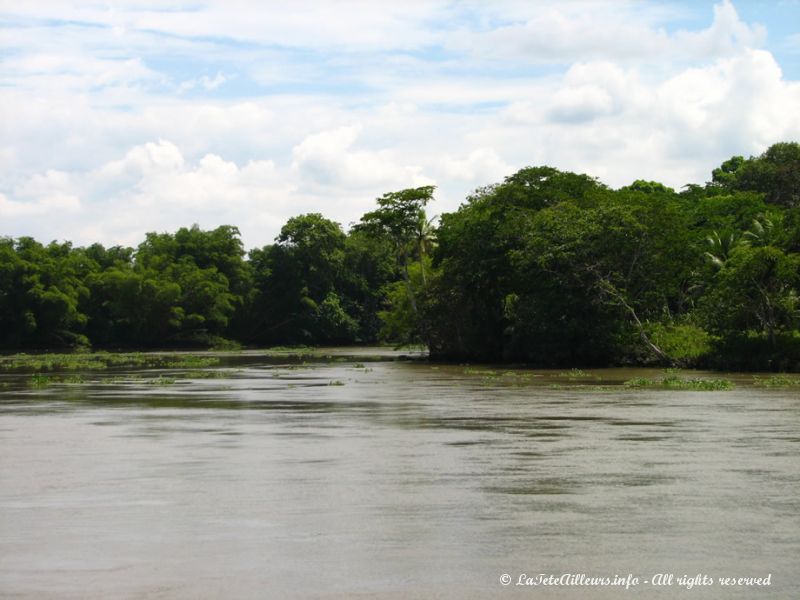 Les rives du Río Sierpe