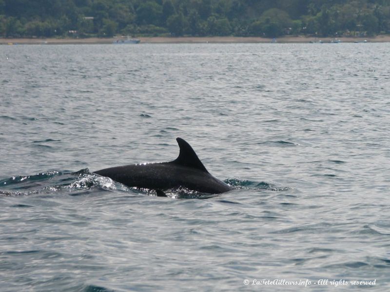 Nous croisons le chemin de superbes dauphins !!!