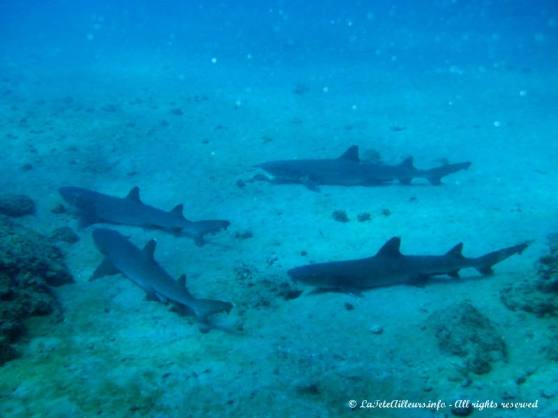 Ce n'est pas un, mais une dizaine de requins à pointe blanche que nous croisons !!!