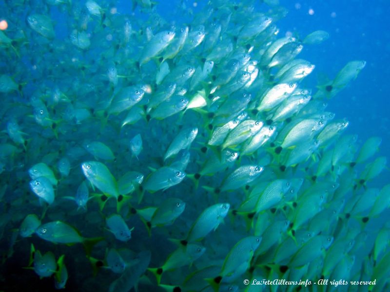 Les requins ne sont jamais bien loin de ces bancs de poissons...