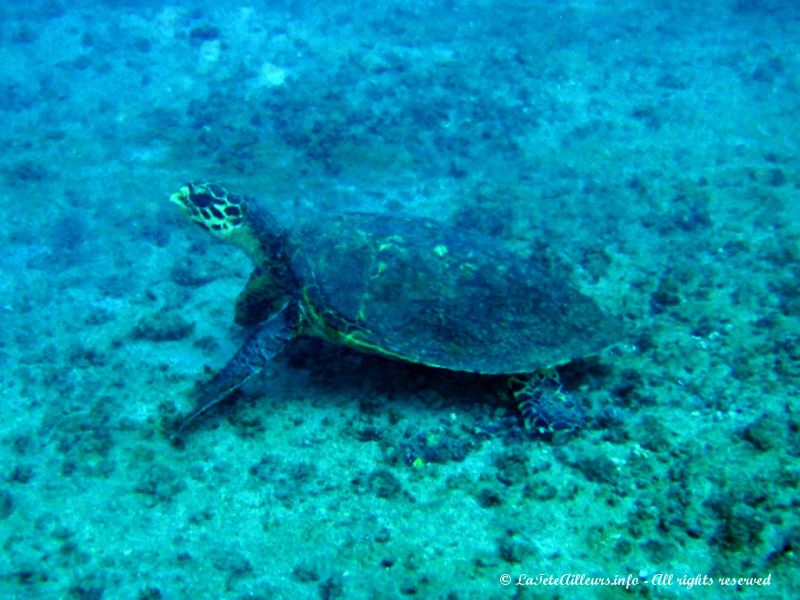 Chouette rencontre avec une tortue...