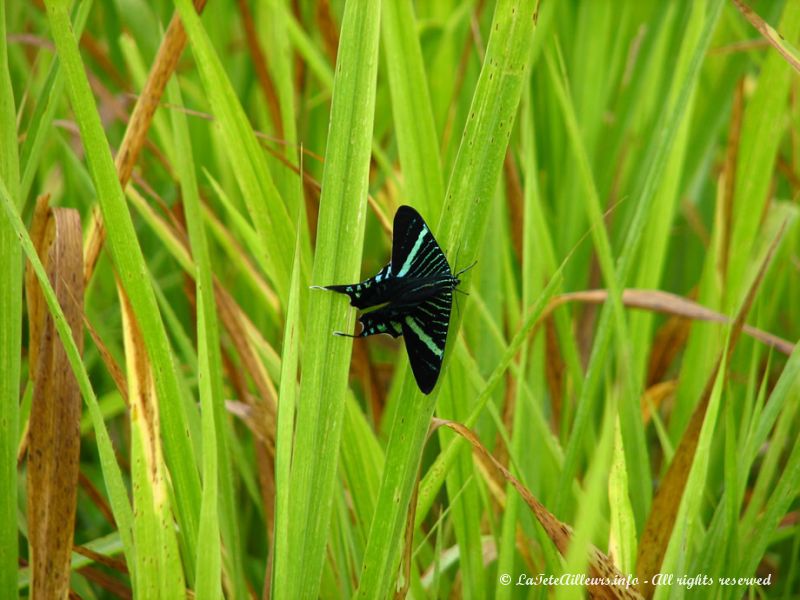 Certains insectes ressemblent à s'y méprendre à des papillons