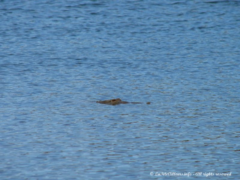 ... Mais gare aux crocodiles, aux requins bulldog et autres serpents venimeux qui peuplent ses eaux !