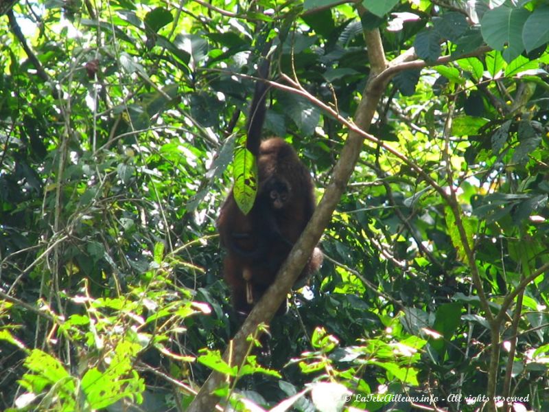 Cette maman singe araignée porte son petit curieux dans son dos