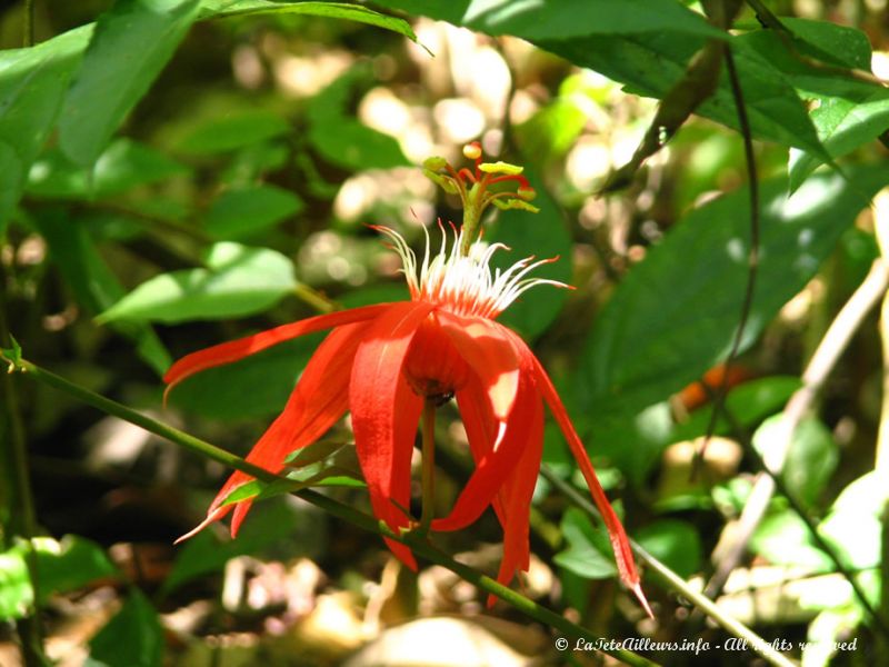 Une fleur de pasiflore