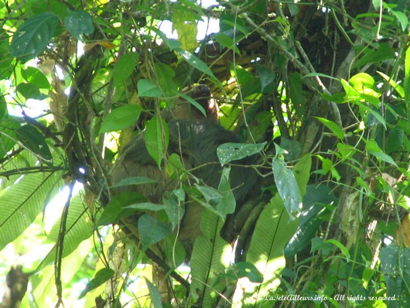 Un gros paresseux, bien camouflé dans son arbre