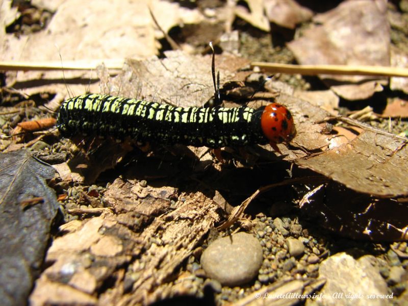 Une bien belle chenille !