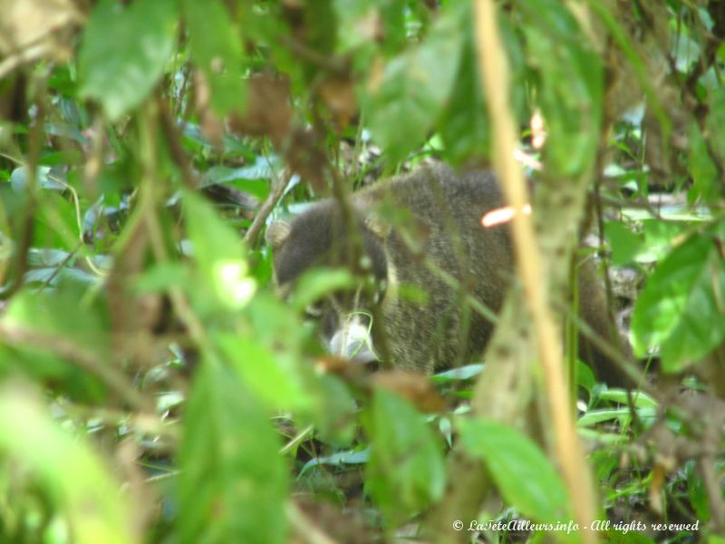 Un coatis à nez blanc