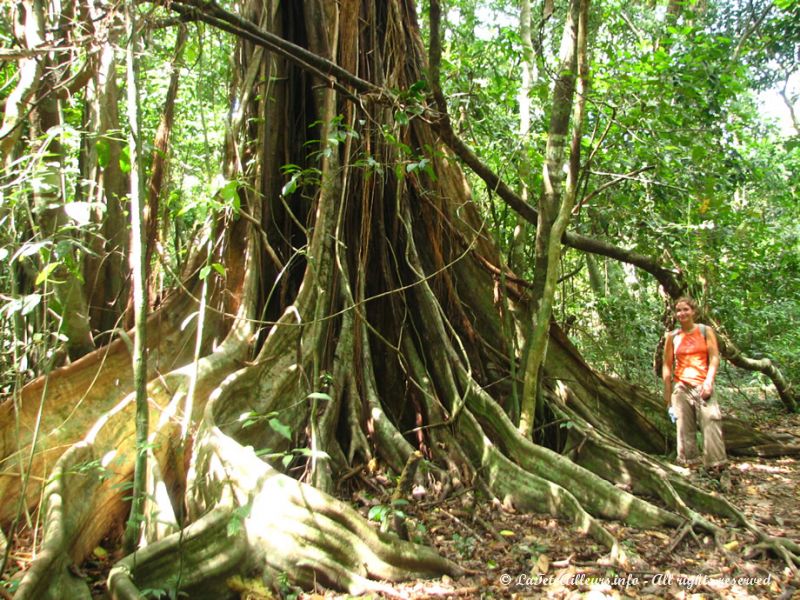 Certains arbres étrangleurs atteignent une taille énorme