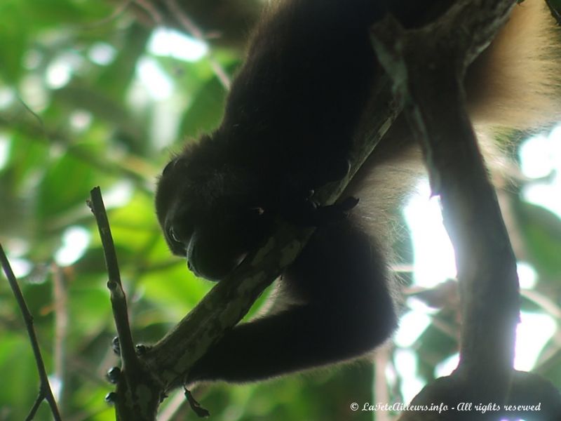 Un singe hurleur