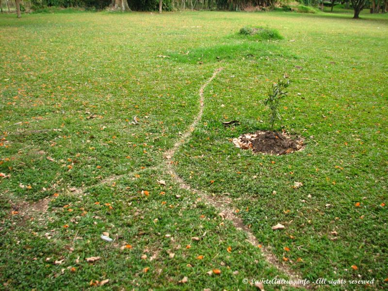 Les chemins tracés par les colonies de fourmis géantes...