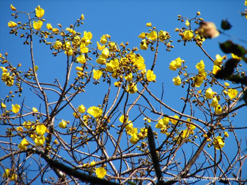 En ce moment, de nombreux arbres arborent de superbes fleurs jaunes