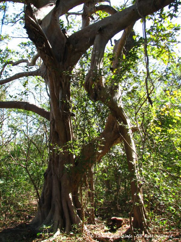 Certains arbres ont vraiment des formes biscornues