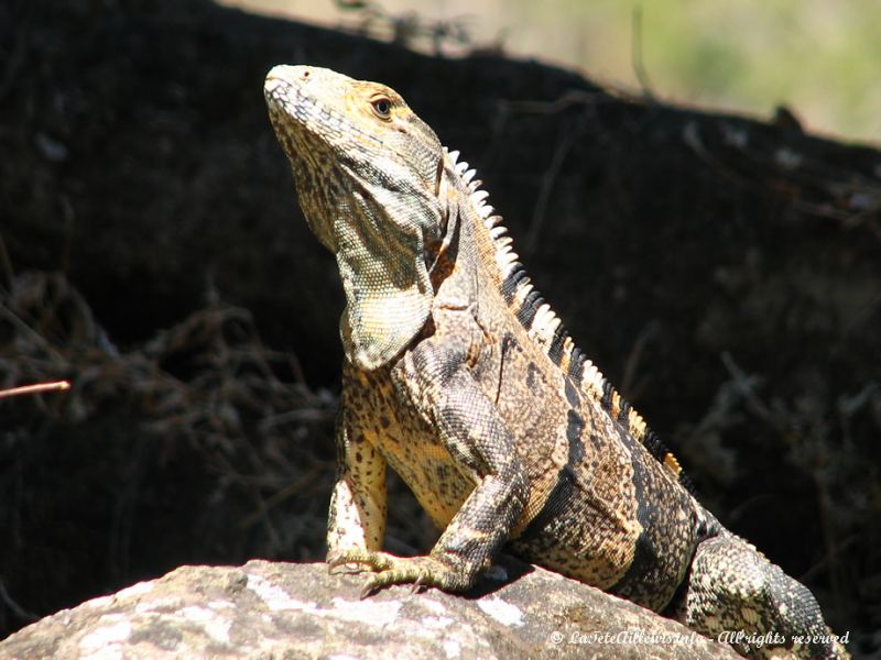 Un bel iguane se faisant bronzer au soleil