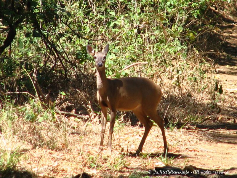 On rencontre de nombreuses biches dans le parc Santa Rosa