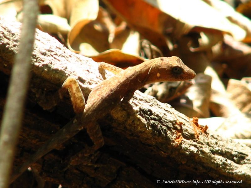 On trouve de nombreuses espèces de lézard dans le parc...