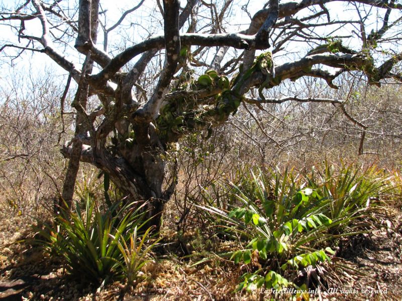 Très sèche, la forêt abrite de nombreux cactus qui poussent à même les arbres