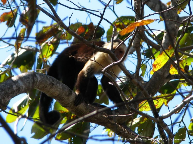 Première rencontre avec des singes à tête blanche