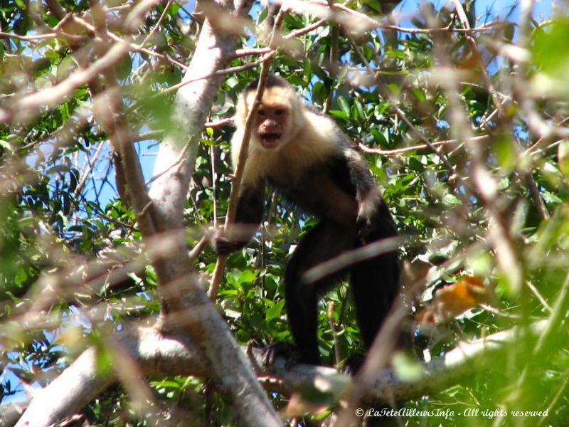 Curieux ces petits singes !